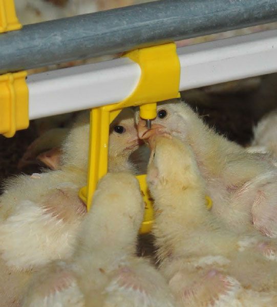 poultry feeding system